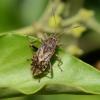Stictopleurus punctatonervosus